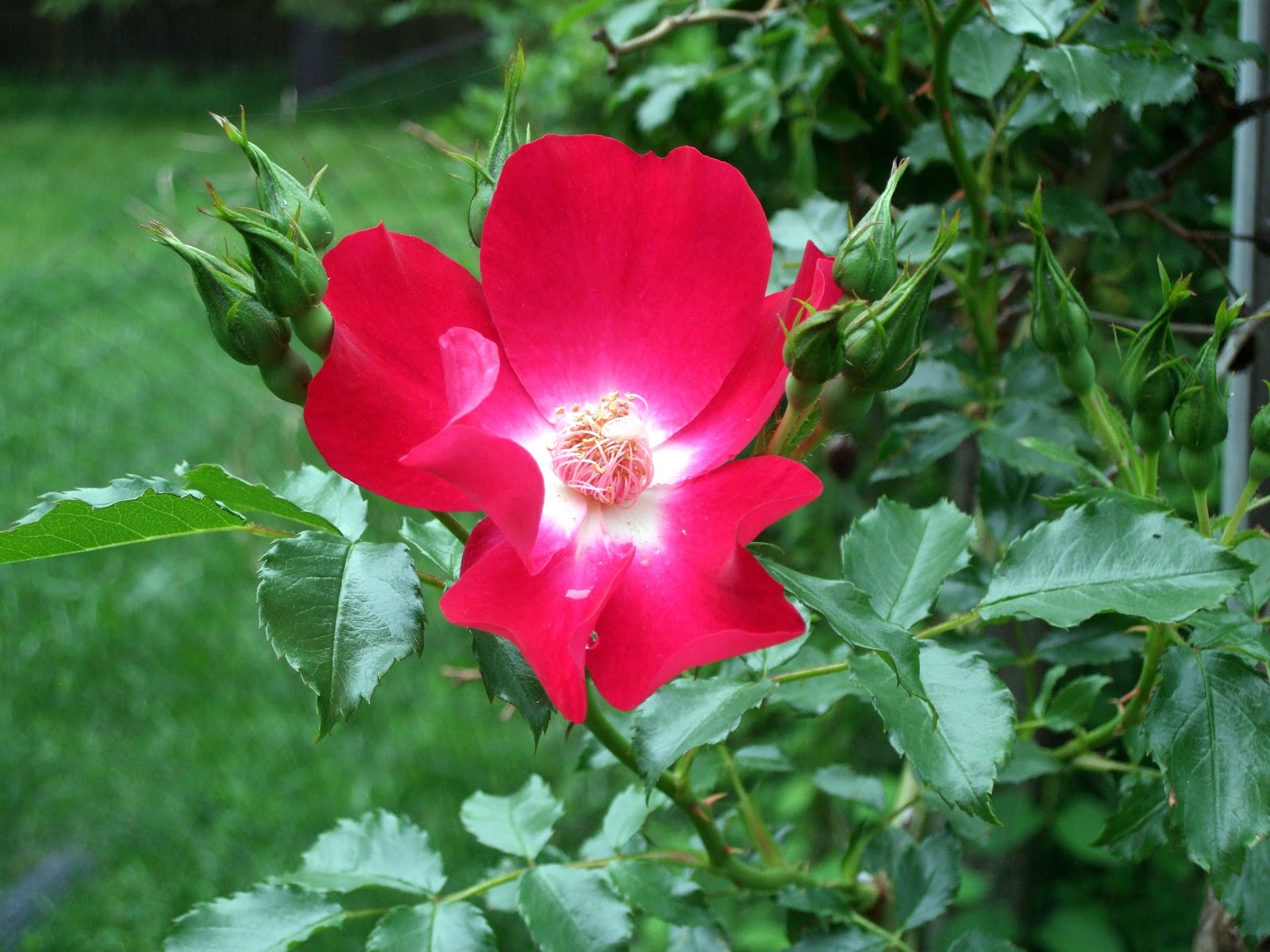 [June10Garden2.jpg]