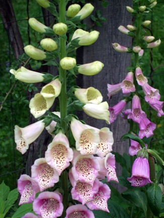 June 10 Foxgloves