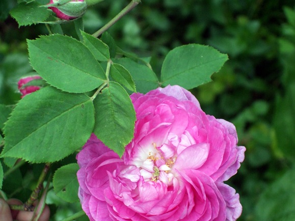 June 10 Reine De Violette