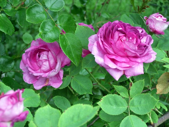 June 10 Reine de Violette 2