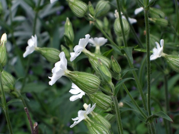 June 10 White Weed