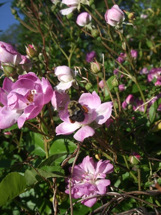 JUne 10 Veilchenblau