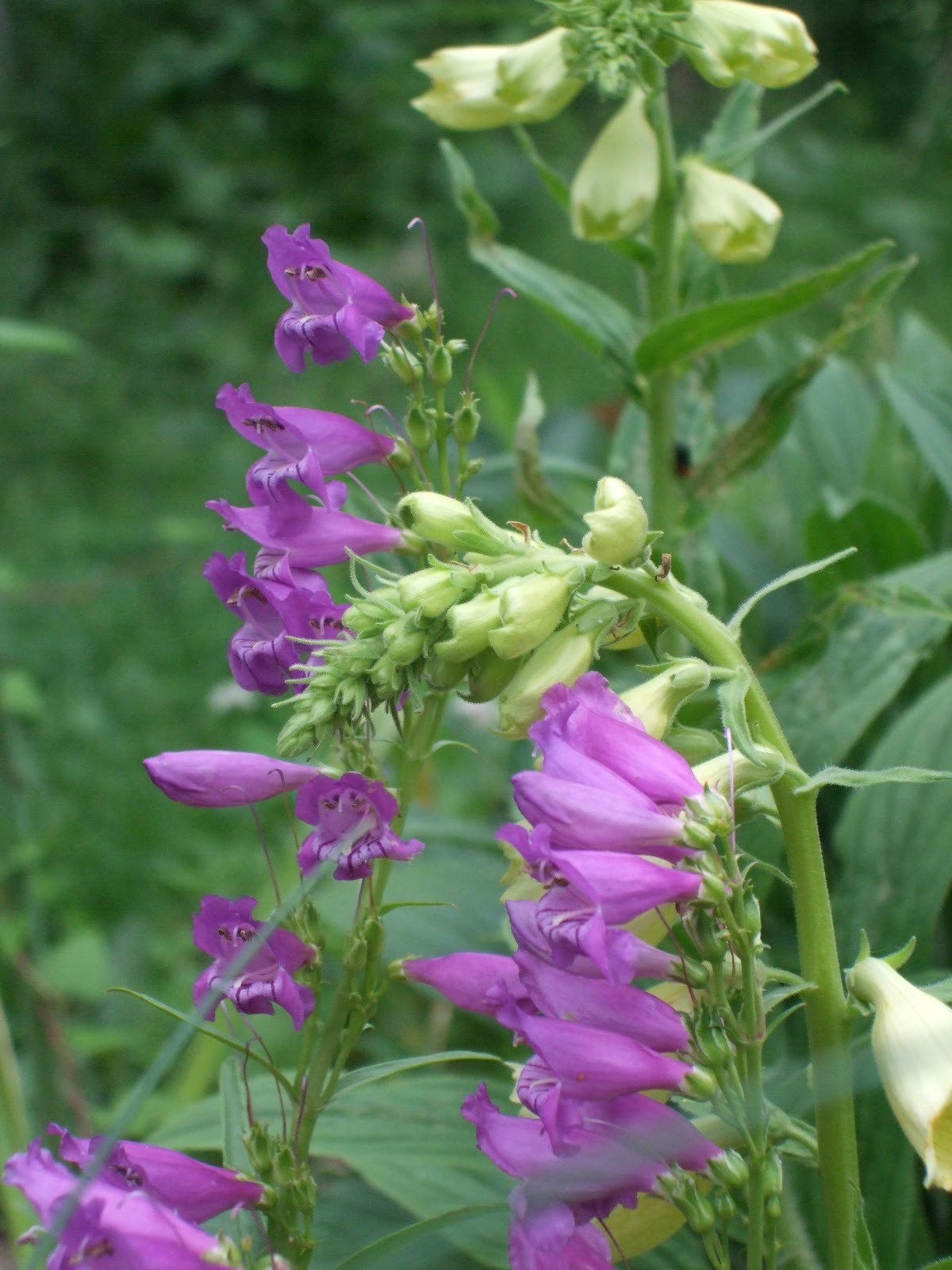 [June10YellowFoxGloves2.jpg]