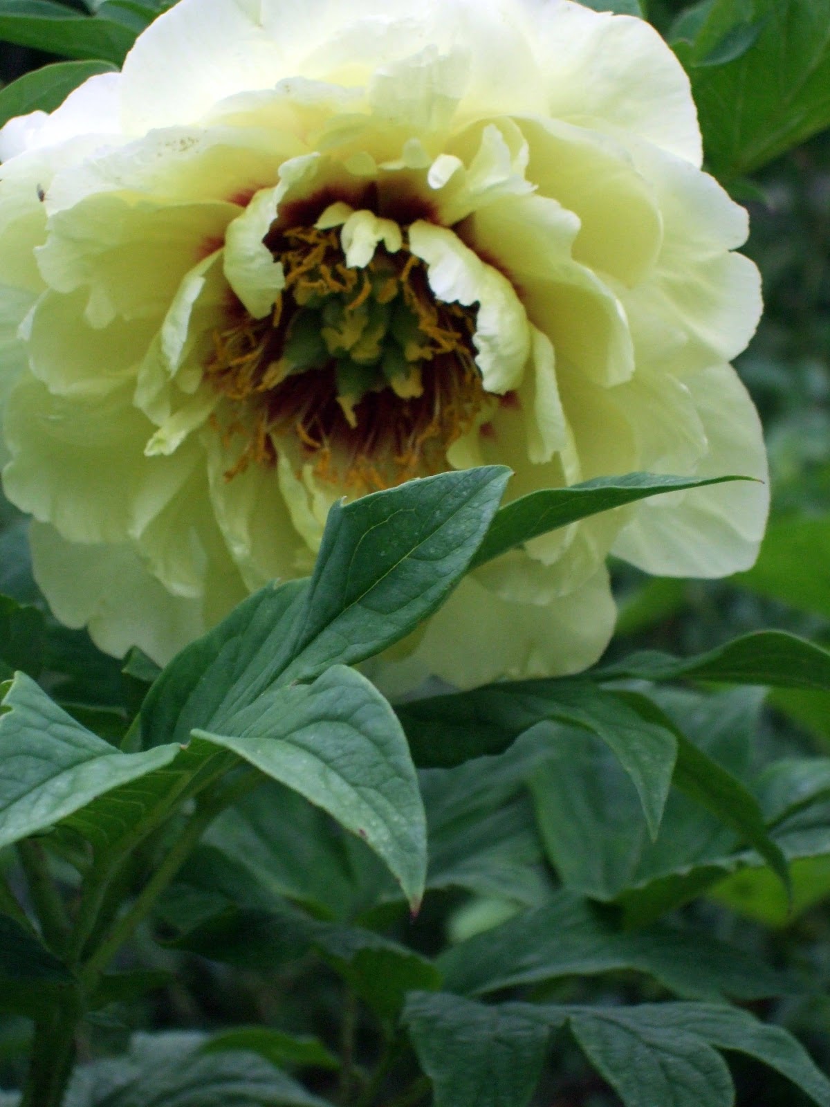 [June10YellowPeony2.jpg]