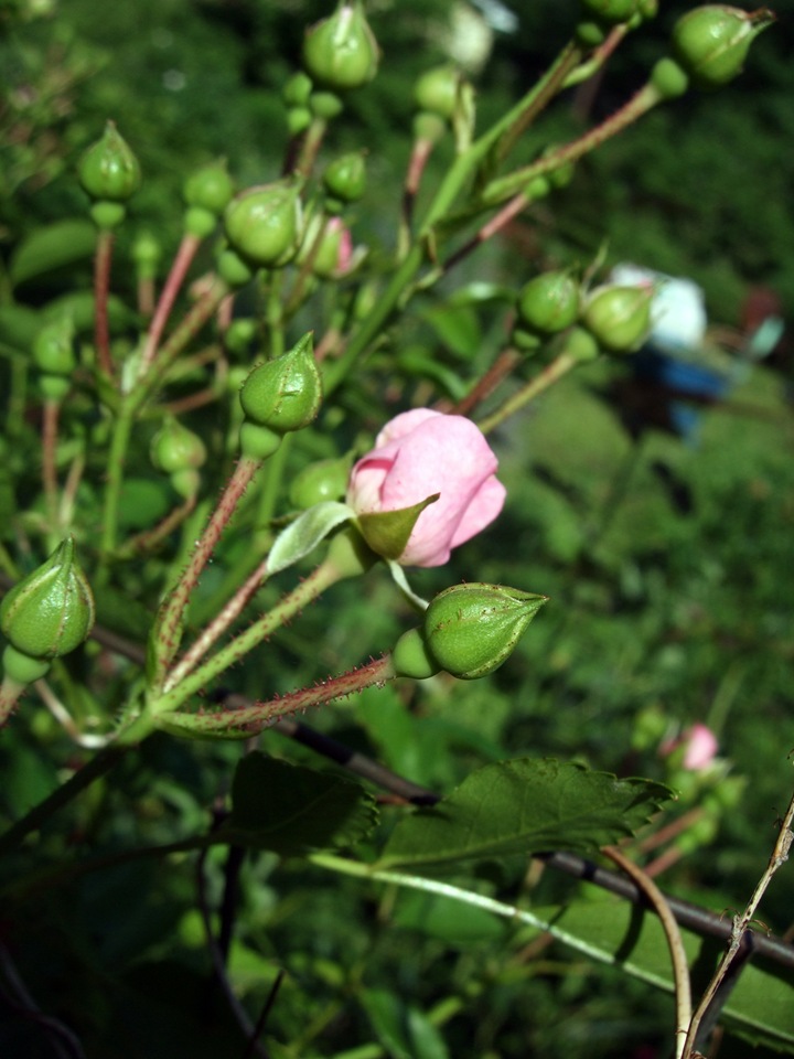 [June 19 Second Garden 3[2].jpg]