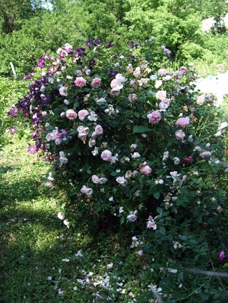 June 19 Second Garden 5