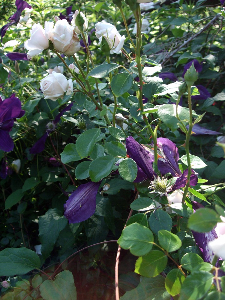 [June 19 Second Garden 16[2].jpg]