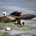 Painted Turtle