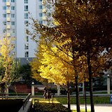 秋叶·北京Autumn Leaves in Beijing