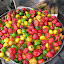 GardenShean