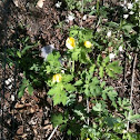 Celadine Poppy