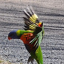 Rainbow Lorikeet