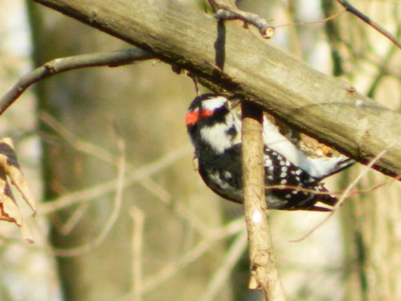 Spotting Image 1