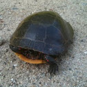 Painted Turtle