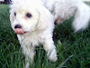 Se Venden Hermosos Y Finos Poodle