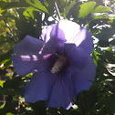 Hibiscus-rose of Sharon (bluebird variety)