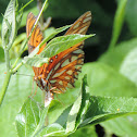 Gulf Fritillary Butterfly (female)