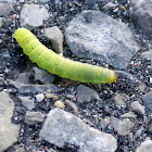 Large Yellow Underwing Larva