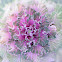 Ornamental kale, col ornamental