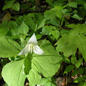 Great White Trillium