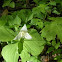 Great White Trillium