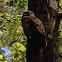 Barred Owl
