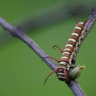 caterpillar