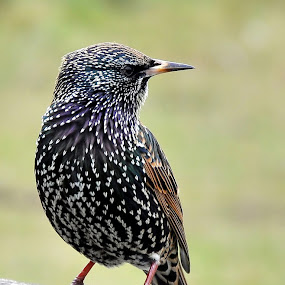 Starling by Davorin Munda - Animals Birds