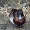 Tufted Duck (female)