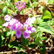 Skipper