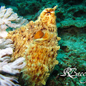 Day Octopus