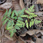 Southern Grapefern