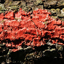 Red Lichen