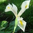 Dutch Iris