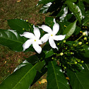 Pinwheel flower