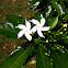 Pinwheel flower