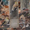 American Goldfinch