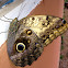 Pale Owl Butterfly