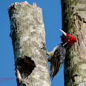 Pale-billed Woodpecker