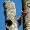 Pale-billed Woodpecker