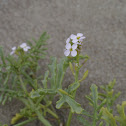 Sea Rocket, Meersenf