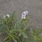 Sea Rocket, Meersenf