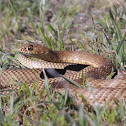 Coachwhip