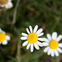 Oxeye daisy