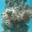 Spiral Tube-worm
