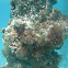Spiral Tube-worm