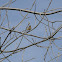 Palm Warbler