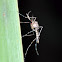 House Mosquitoe