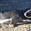 Magellanic Penguins