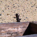 Western Fence Lizard